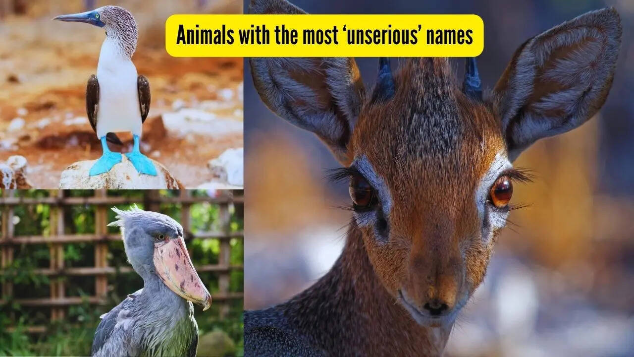 From blobfish to blue-footed booby; 7 wild animals with seriously funny names!