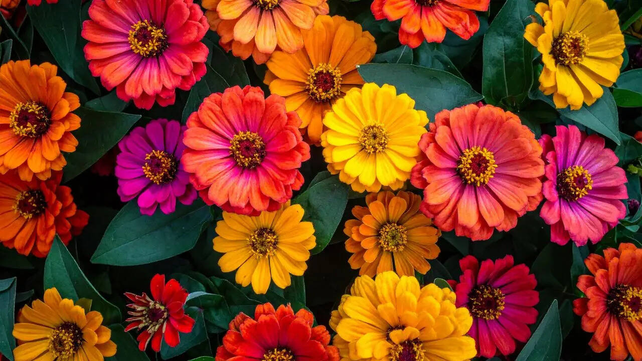 How to grow beautiful zinnia flowers in your balcony garden