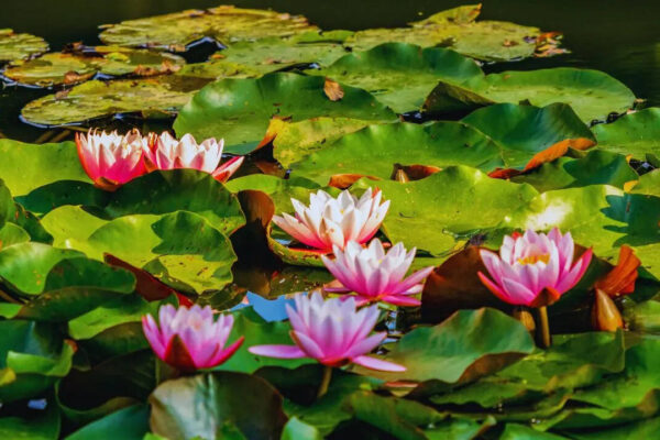 5 sacred flowers of Goddess Lakshmi you must grow at home to attract wealth and prosperity