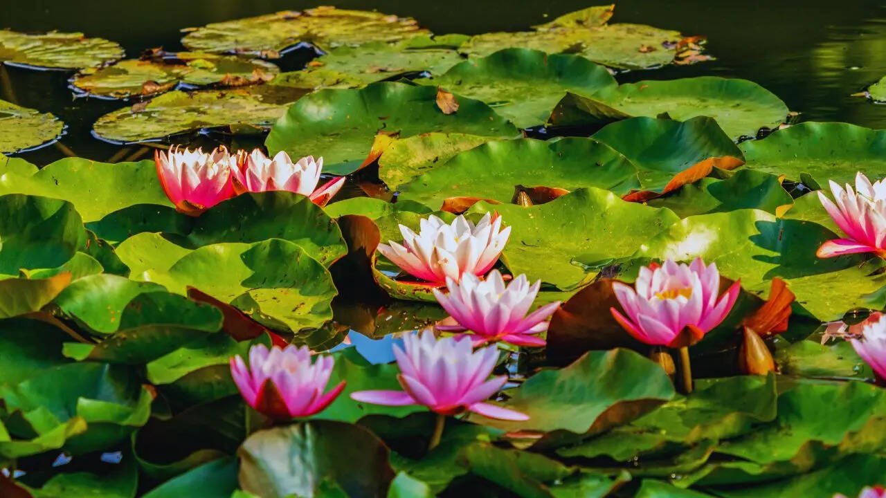 5 sacred flowers of Goddess Lakshmi you must grow at home to attract wealth and prosperity