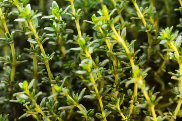 How to grow oregano and thyme in pots on your balcony garden