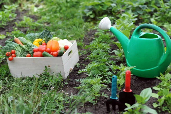 How to start a kitchen garden in limited space