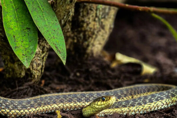 The one place in your garden snakes love to hide and why you may be overlooking it |
