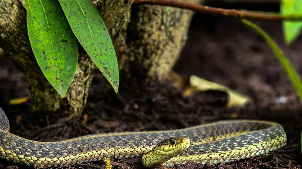 The one place in your garden snakes love to hide and why you may be overlooking it |