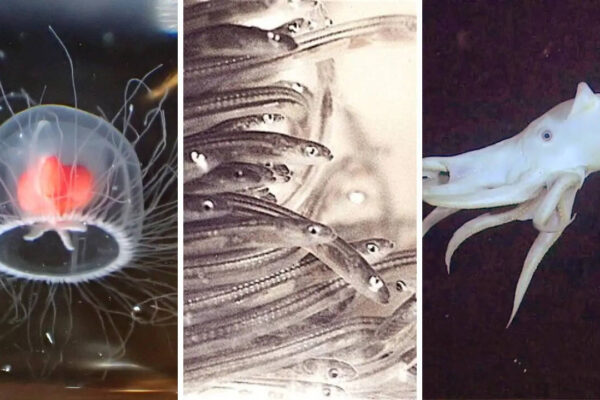 10 mysteries hidden beneath the ocean floor that scientists still can’t explain