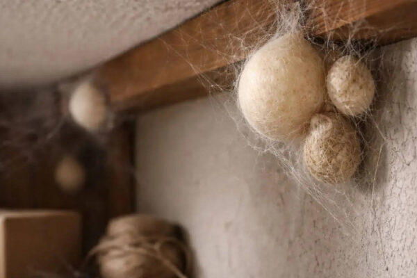 Spider eggs: What they look like and where you might find them in your home |