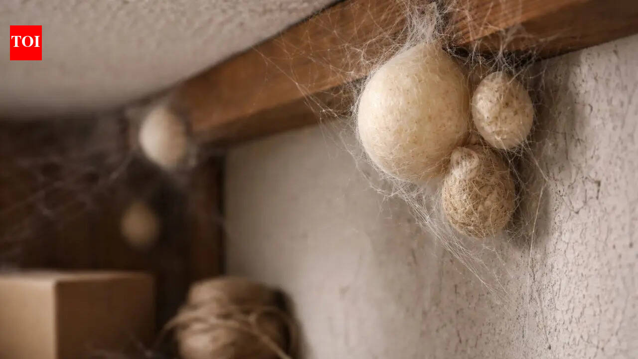 Spider eggs: What they look like and where you might find them in your home |