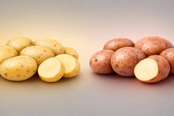 Chandramukhi vs Jyoti potatoes: Texture, taste, price and best uses that can completely change your Bengali cooking |