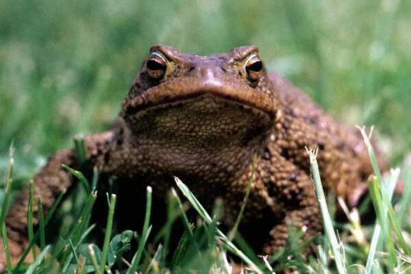 A toad near your home isn’t just a coincidence: Here’s what it really indicates about your surroundings |