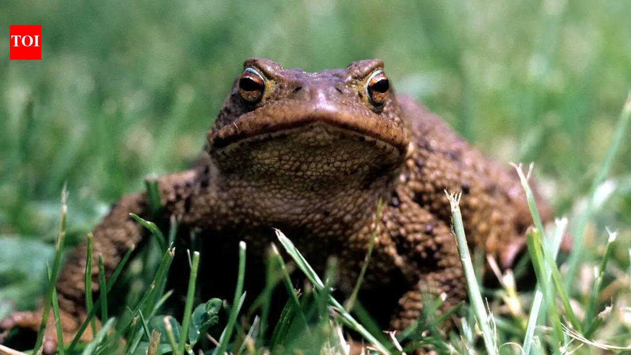 A toad near your home isn’t just a coincidence: Here’s what it really indicates about your surroundings |