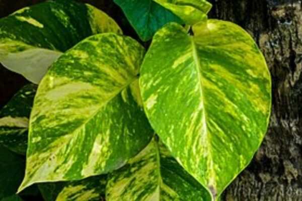 Do money plants really attract insects? The truth might surprise you |