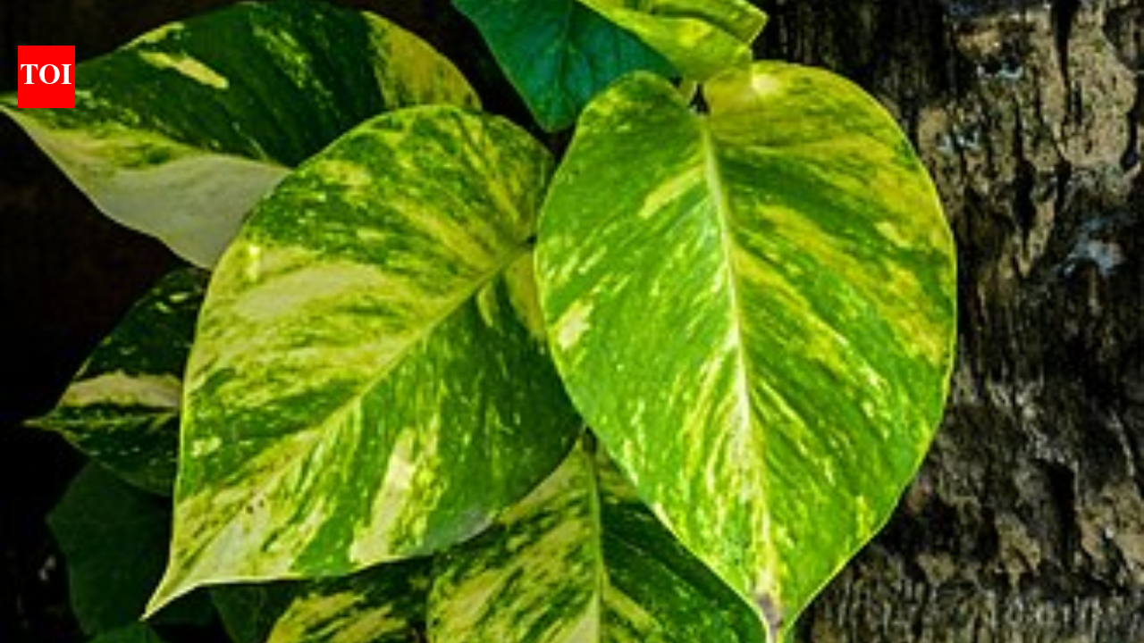 Do money plants really attract insects? The truth might surprise you |