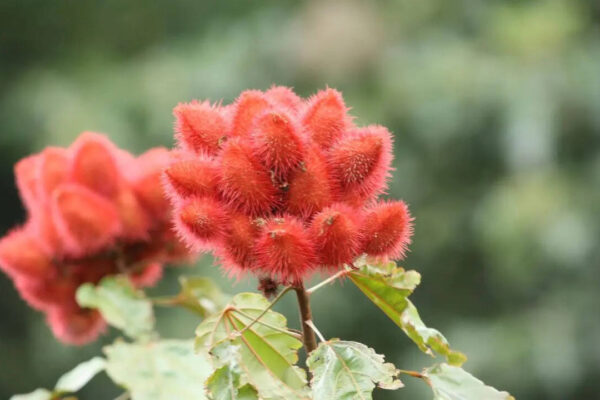 How to grow ‘sindoor’ plant at home for natural red colour and multiple benefits |
