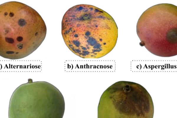 Mangoes turning black on the tree: Do this in time to save them and improve quality |