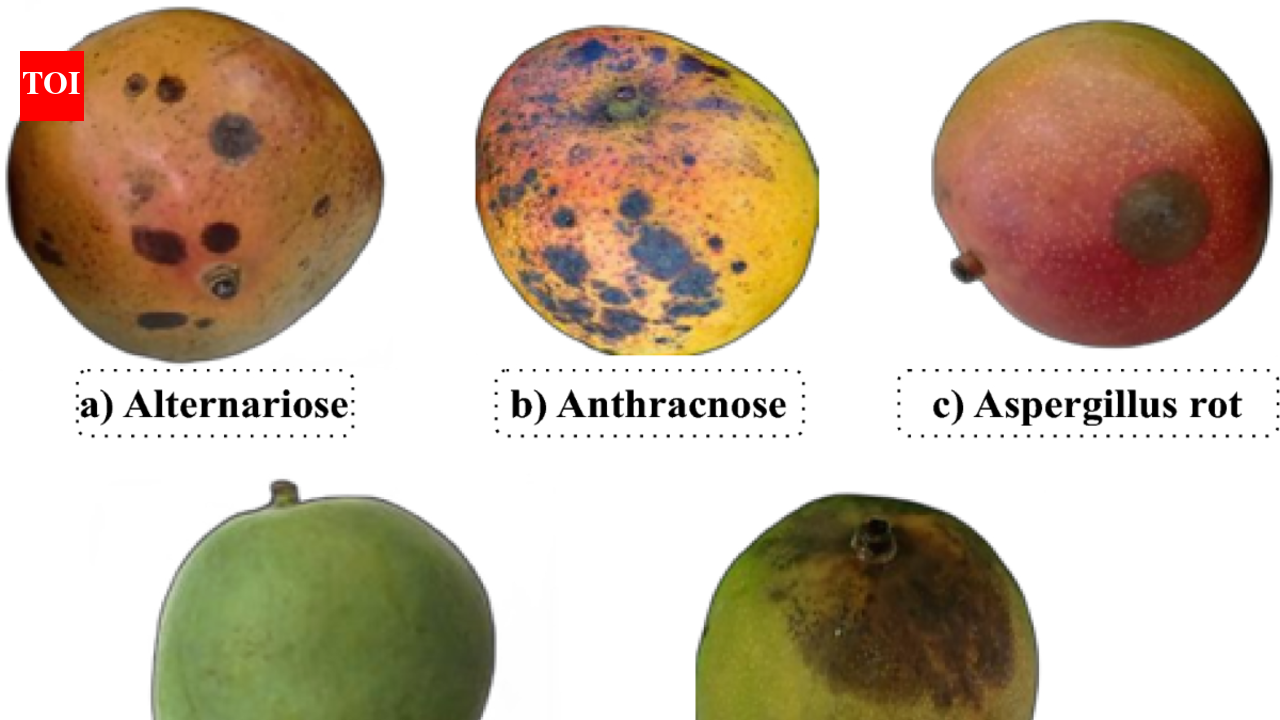 Mangoes turning black on the tree: Do this in time to save them and improve quality |