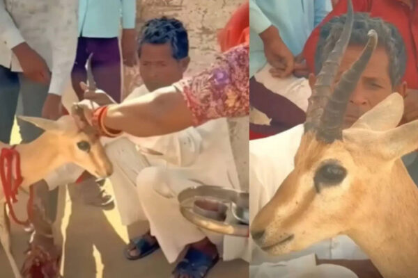 Bikaner family’s tearful goodbye to deer they raised for 18 months leaves internet emotional: Parenting lesson on love and letting go |