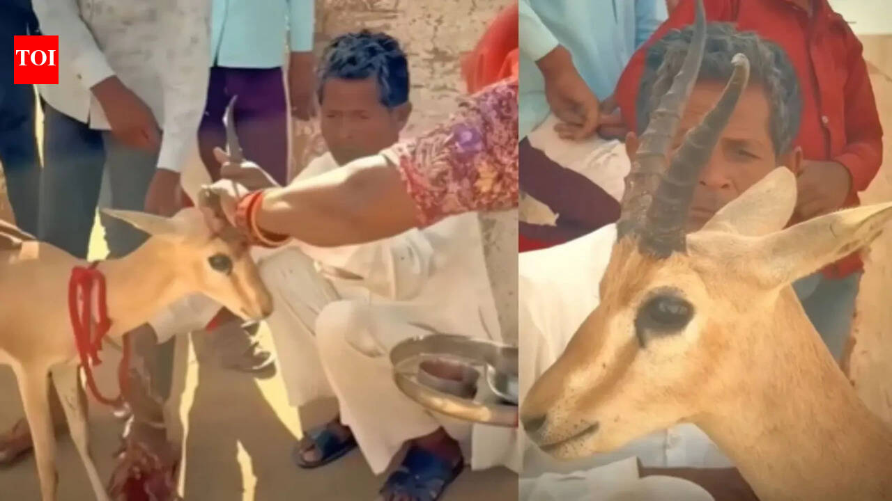 Bikaner family’s tearful goodbye to deer they raised for 18 months leaves internet emotional: Parenting lesson on love and letting go |