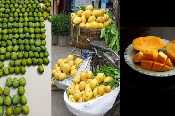 Lesser-known mango varieties in India beyond Alphonso and how they differ in taste and texture |