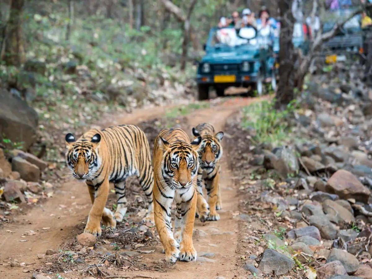 Rare spotting: A Bengal tiger, a leopard, and a cheetah spotted at this national park in Rajasthan |