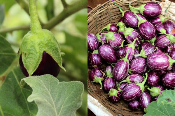 Purple Brinjal vs Green Brinjal: Which is better for bharta, fry, and sabzi |