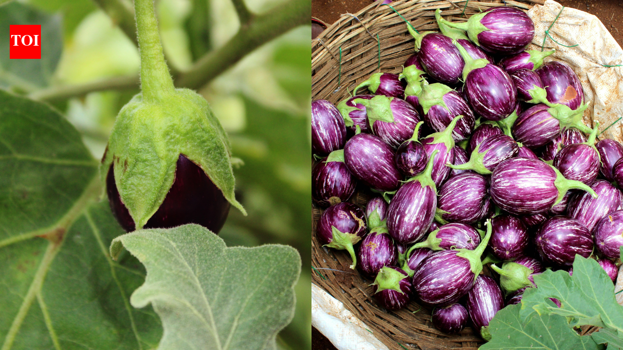Purple Brinjal vs Green Brinjal: Which is better for bharta, fry, and sabzi |