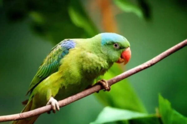 Why parrots can copy human voices but may not always understand the meaning