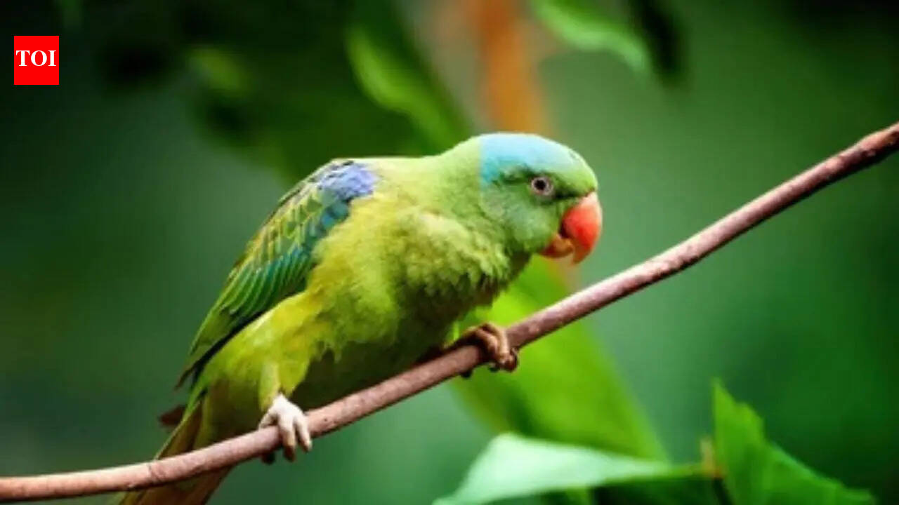 Why parrots can copy human voices but may not always understand the meaning
