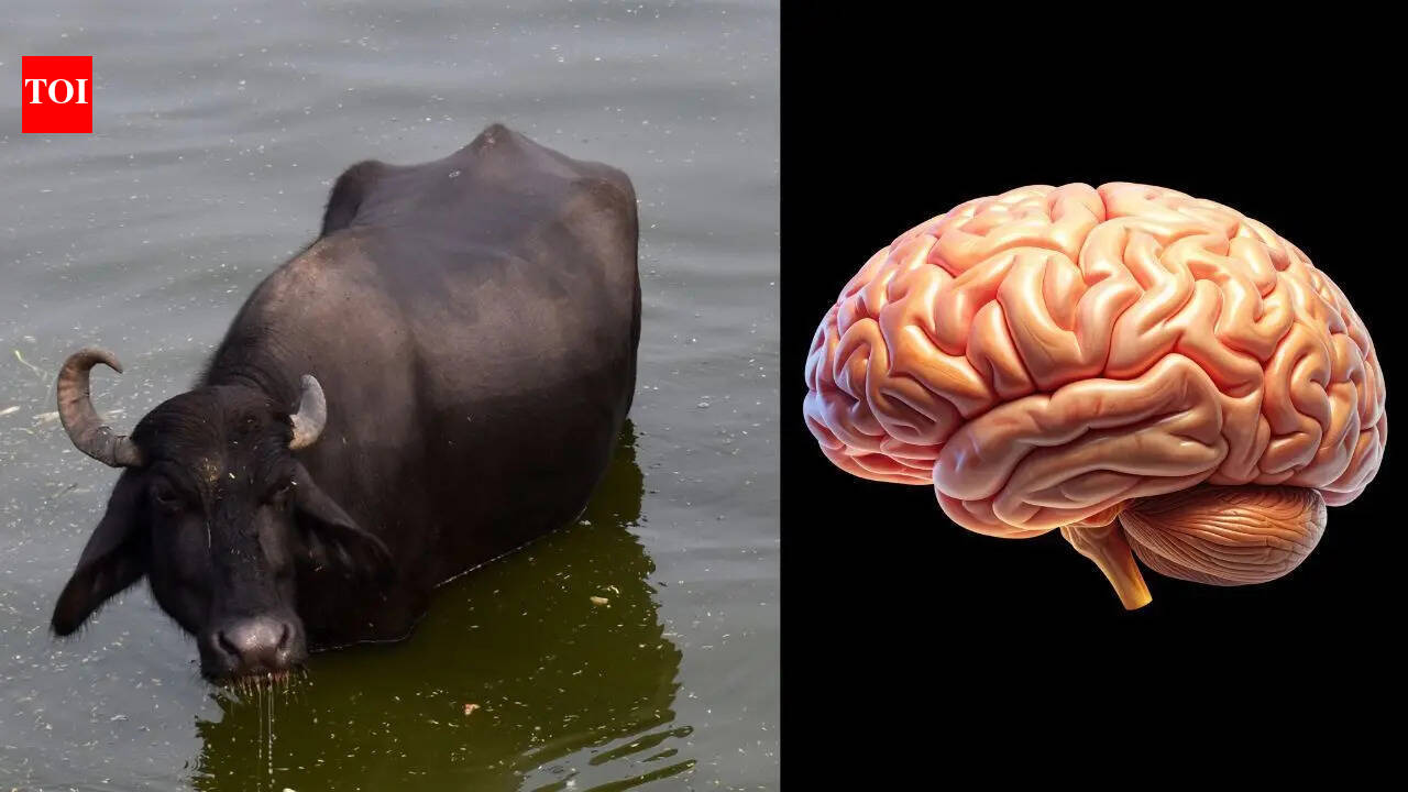 ‘Akal badi ya bais’: The original proverb you’ve been misquoting for years was never about a buffalo |