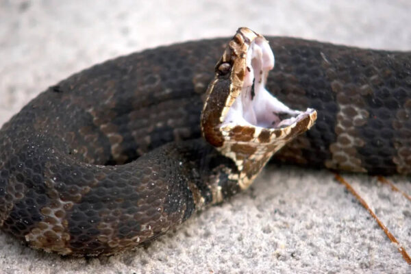 Florida Woman Snake Rescue: “In India, they’d rush to help”: Florida woman on the fate of a trapped venomous snake |