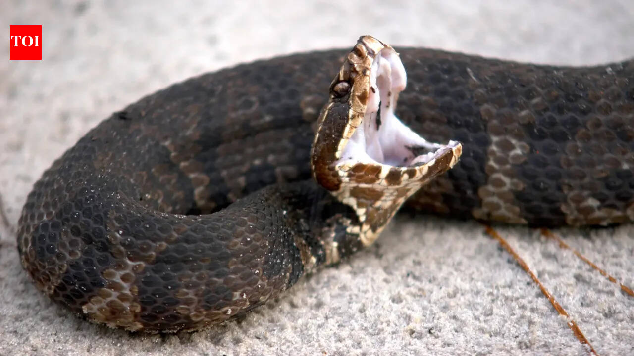 Florida Woman Snake Rescue: “In India, they’d rush to help”: Florida woman on the fate of a trapped venomous snake |