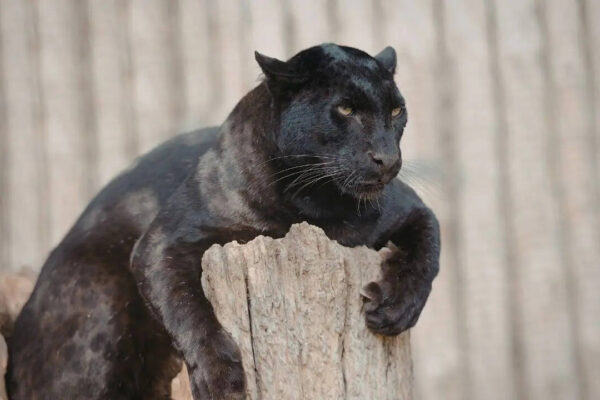 Top 10 wildlife sanctuaries in India to spot the Black Panther: From Kabini Wildlife Sanctuary to Pench National Park |