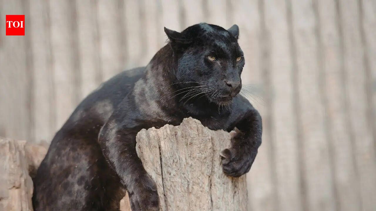Top 10 wildlife sanctuaries in India to spot the Black Panther: From Kabini Wildlife Sanctuary to Pench National Park |
