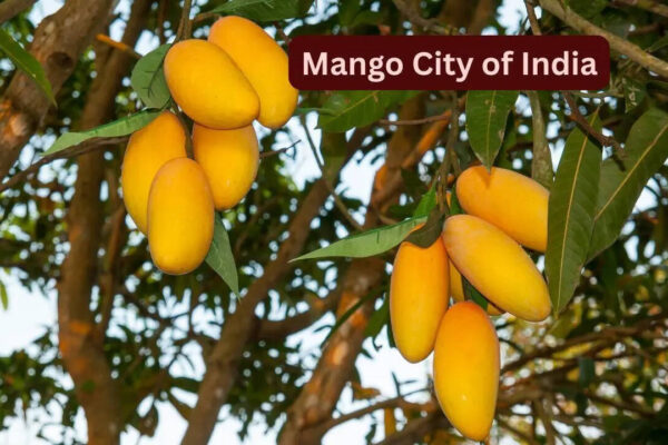 Mango City Of India: Why May is the best time to visit the “Mango City of India” and how to reach here