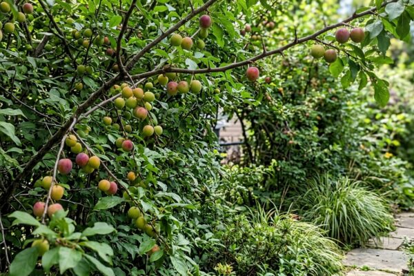 Forget the fence: 7 beautiful fruit trees that double as privacy screens |