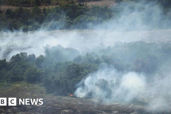 Global forest loss slows but El Niño fires could threaten progress