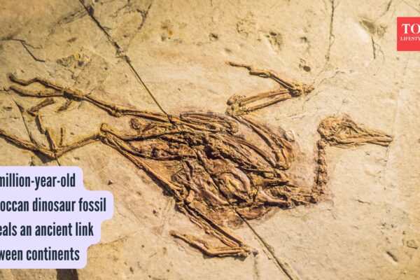 70-million-year-old Moroccan dinosaur fossil reveals an ancient link between continents