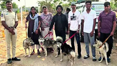 Abandoned Husky found dead, 5 rescued, '30 missing' | India News