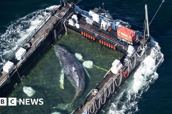 Stranded whale ferried out of German waters in barge
