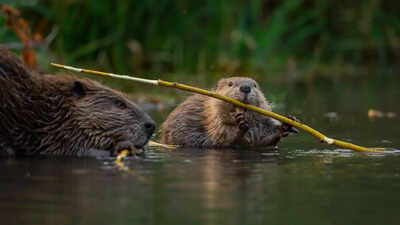 Beavers are climate heroes: Study reveals they can trap over 1,300 tons of carbon |
