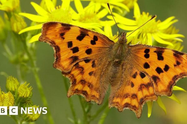 Butterfly numbers are dropping but here are five species you may see more of
