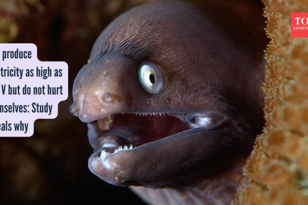 Eels produce electricity as high as 600 V but do not hurt themselves: Study reveals why
