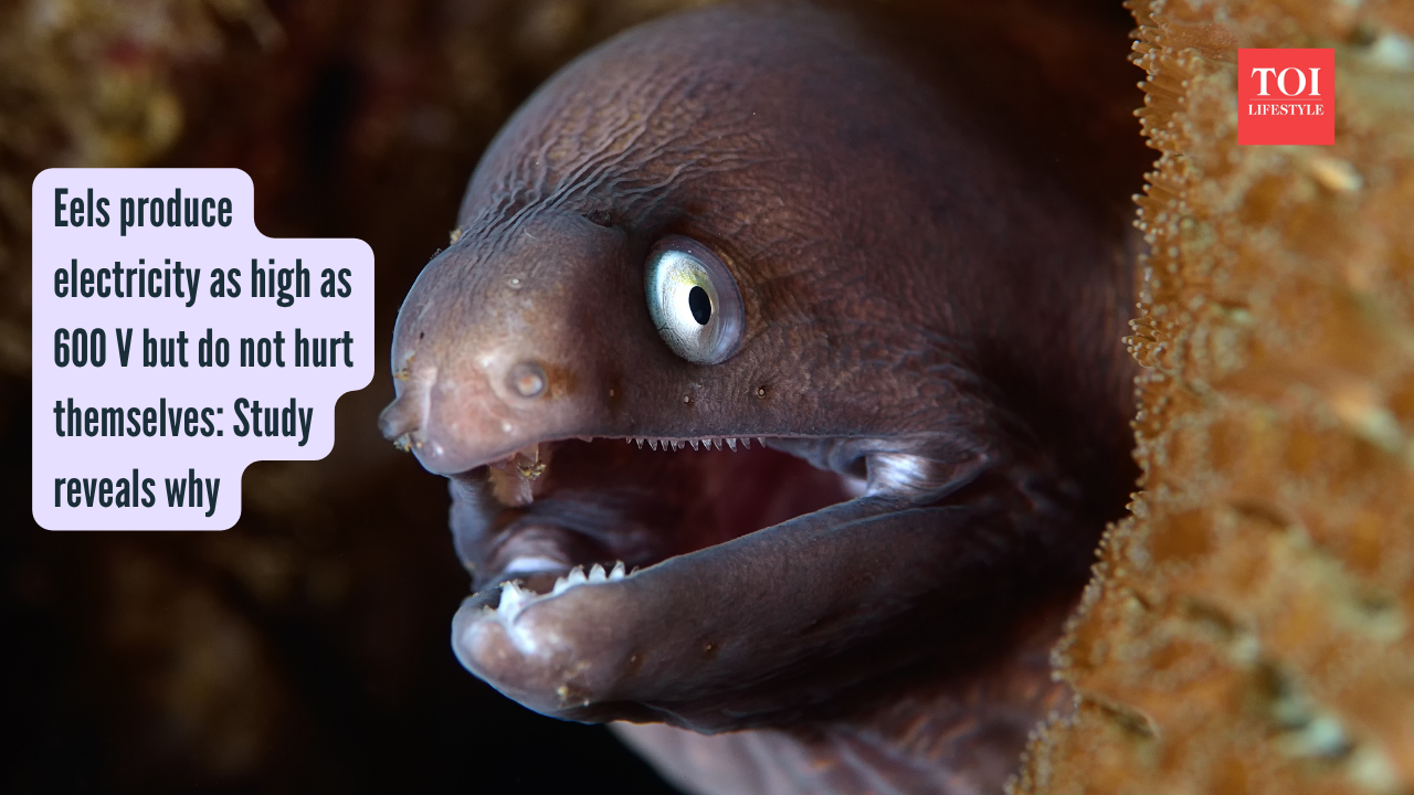Eels produce electricity as high as 600 V but do not hurt themselves: Study reveals why