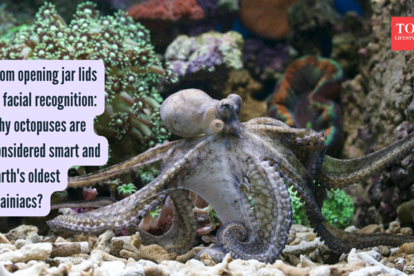 Octopus Intelligence: From opening jar lids to facial recognition: Why octopuses are considered smart and Earth's oldest brainiacs?