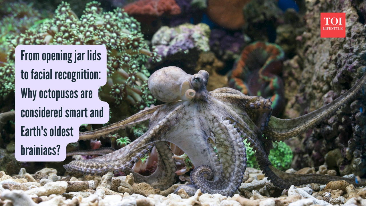 Octopus Intelligence: From opening jar lids to facial recognition: Why octopuses are considered smart and Earth's oldest brainiacs?