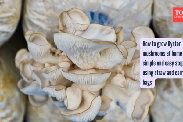 Oyster Mushrooms Growing Tips: How to grow Oyster mushrooms at home in simple and easy steps using straw and carry bags