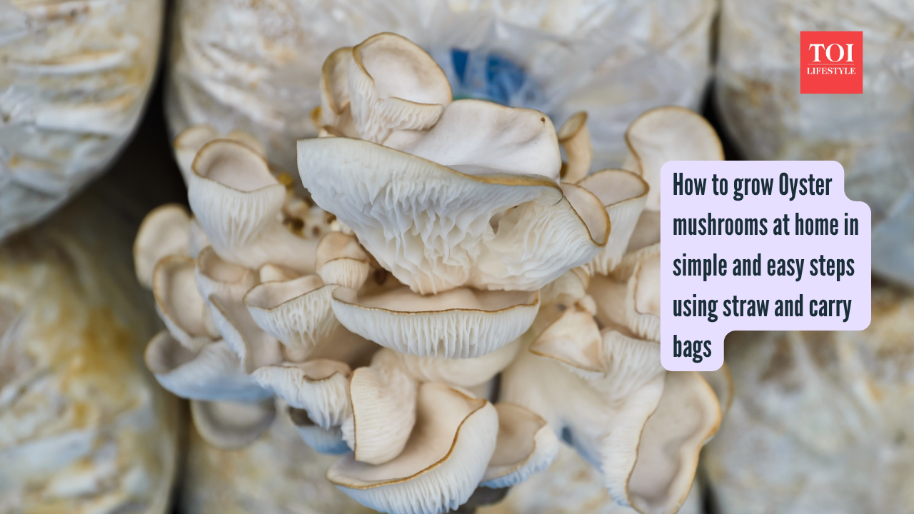 Oyster Mushrooms Growing Tips: How to grow Oyster mushrooms at home in simple and easy steps using straw and carry bags