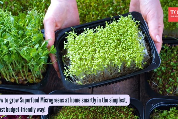 How to grow Superfood Microgreens at home smartly in the simplest, most budget-friendly way! |