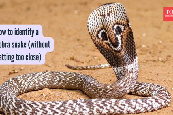 How to identify a Cobra snake (without getting too close)