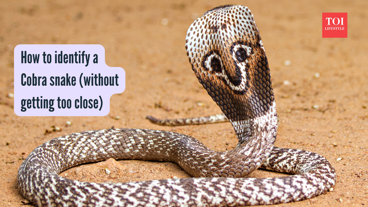 How to identify a Cobra snake (without getting too close)
