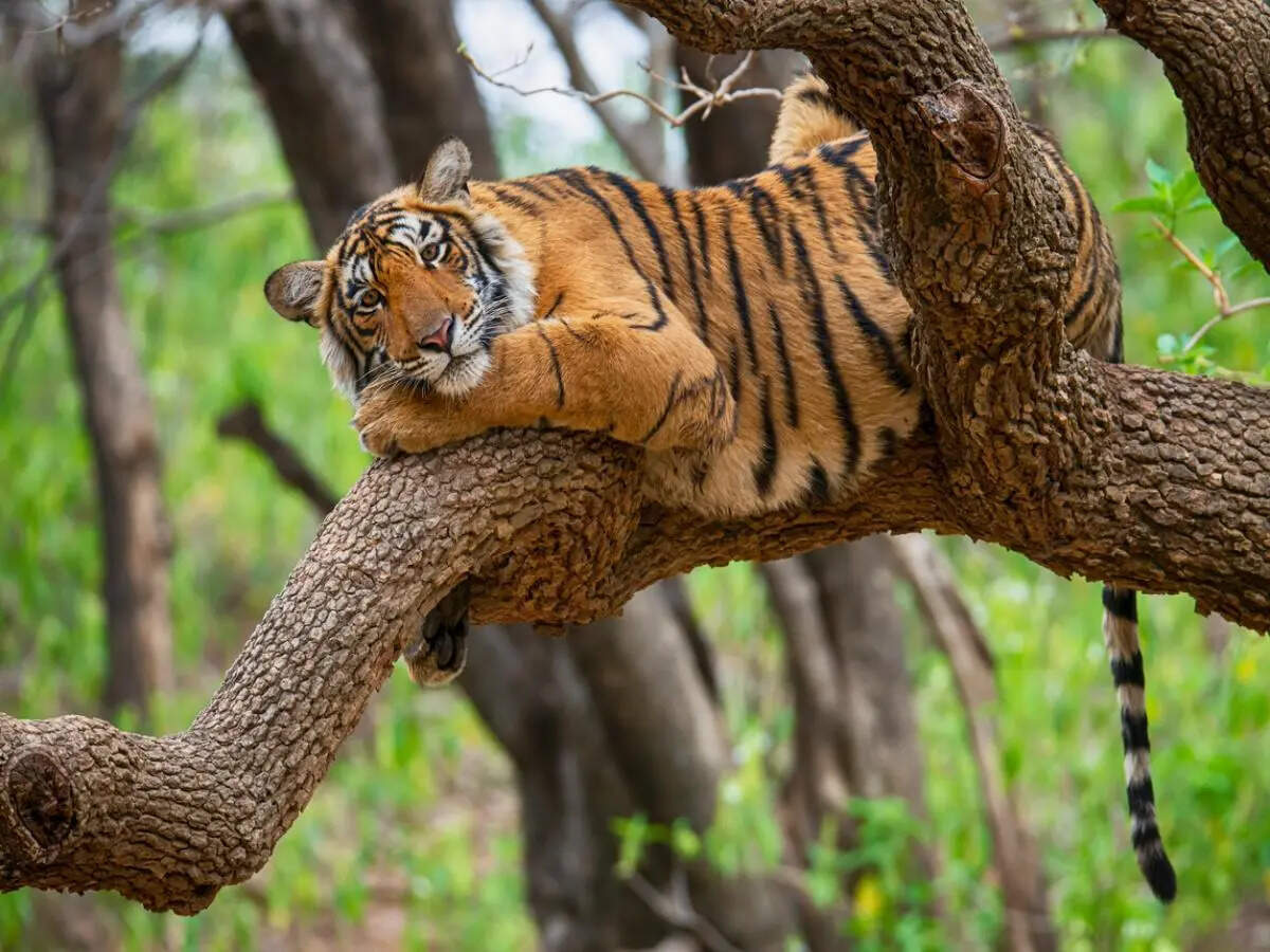 5 national parks in India where chances of spotting a tiger is between 70–90 percent; India’s most reliable safaris to see the big cat